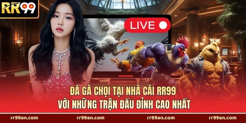 Đá Gà Chọi Tại Nhà Cái RR99 Với Những Trận Đấu Đỉnh Cao Nhất